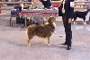  - Exposition Canine Nationale d' Avignon ! ! !