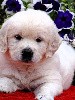  - Magnifiques BB Golden Retriever DISPO.!