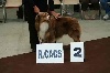  - Exposition Canine Internationale de la Roche sur Foron le 30 Août 2008
