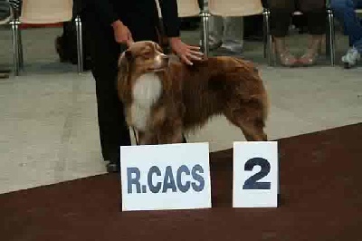 du Sarmizegetusa Regia - Exposition Canine Internationale de la Roche sur Foron le 30 Août 2008