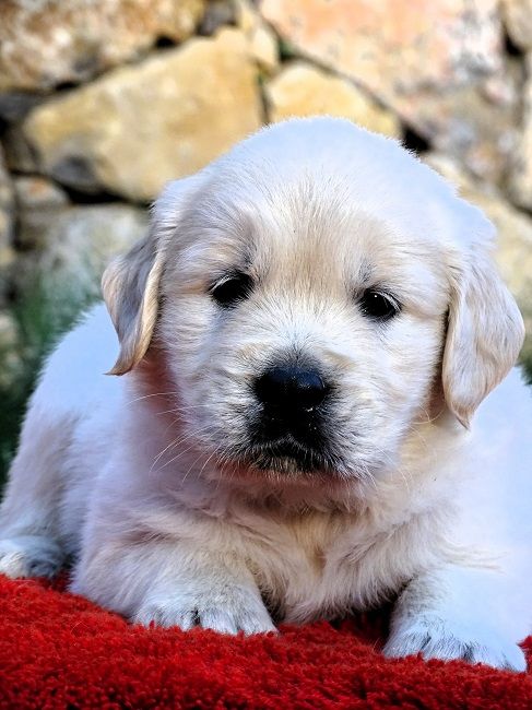 du Sarmizegetusa Regia - Chiot disponible  - Golden Retriever