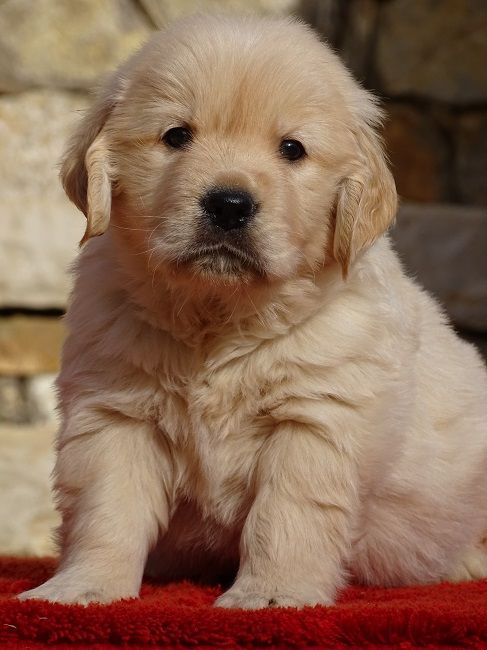 du Sarmizegetusa Regia - Chiot disponible  - Golden Retriever