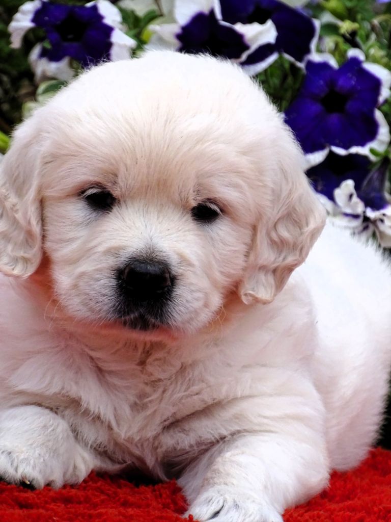 chiot Golden Retriever du Sarmizegetusa Regia