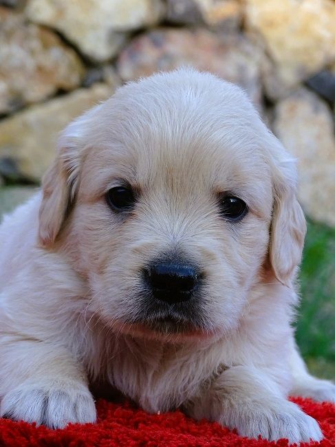 du Sarmizegetusa Regia - Chiot disponible  - Golden Retriever