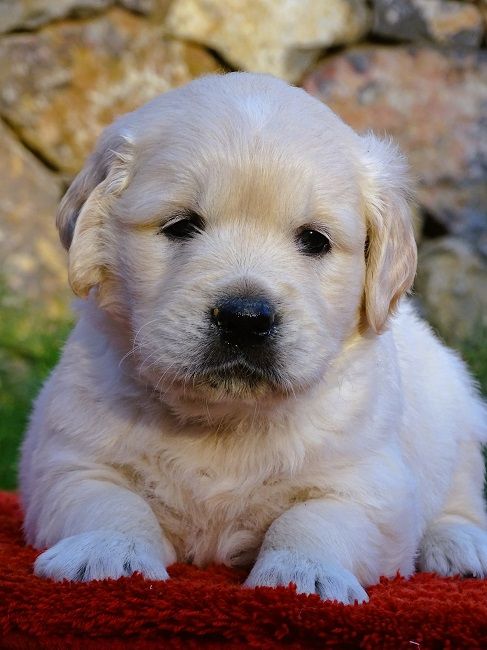 du Sarmizegetusa Regia - Chiot disponible  - Golden Retriever