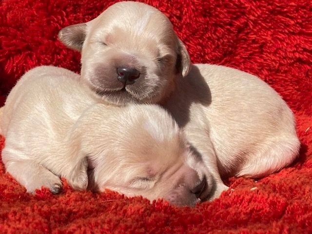 chiot Golden Retriever du Sarmizegetusa Regia