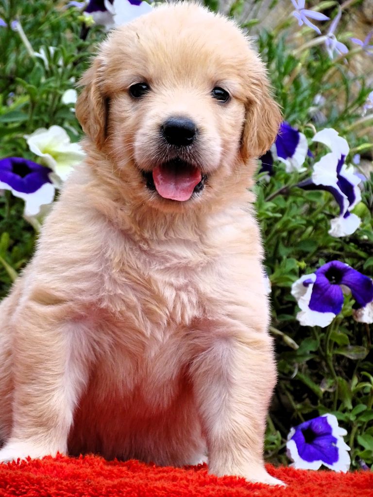 du Sarmizegetusa Regia - Chiot disponible  - Golden Retriever