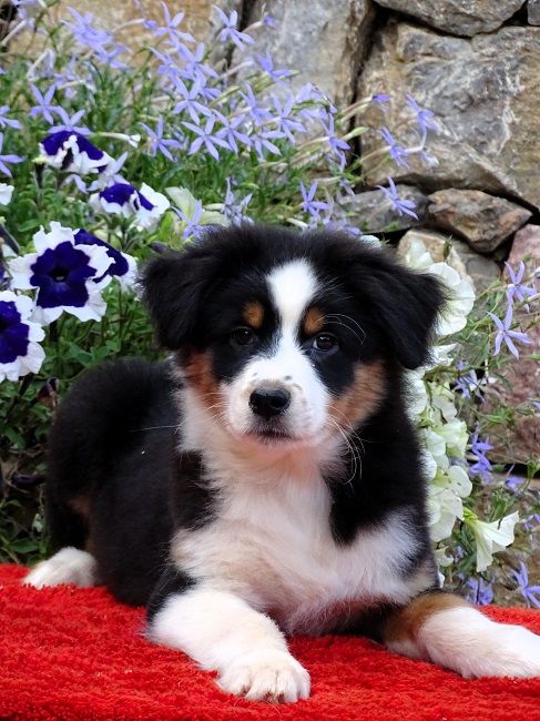 chiot Berger Australien du Sarmizegetusa Regia