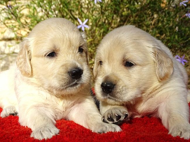 chiot Golden Retriever du Sarmizegetusa Regia