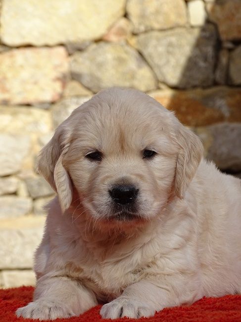 du Sarmizegetusa Regia - Chiot disponible  - Golden Retriever