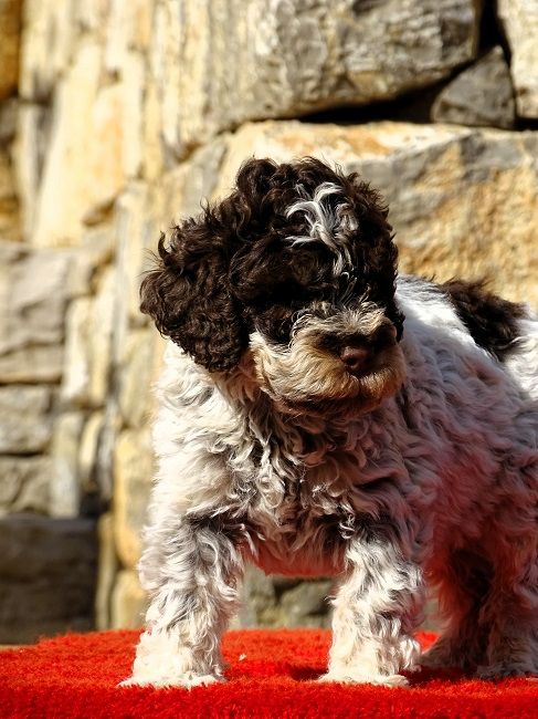 chiot Lagotto Romagnolo du Sarmizegetusa Regia