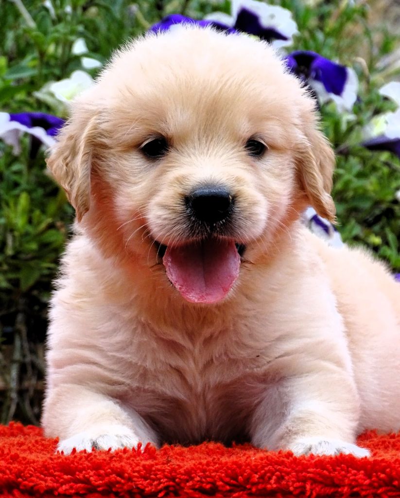 du Sarmizegetusa Regia - Chiot disponible  - Golden Retriever