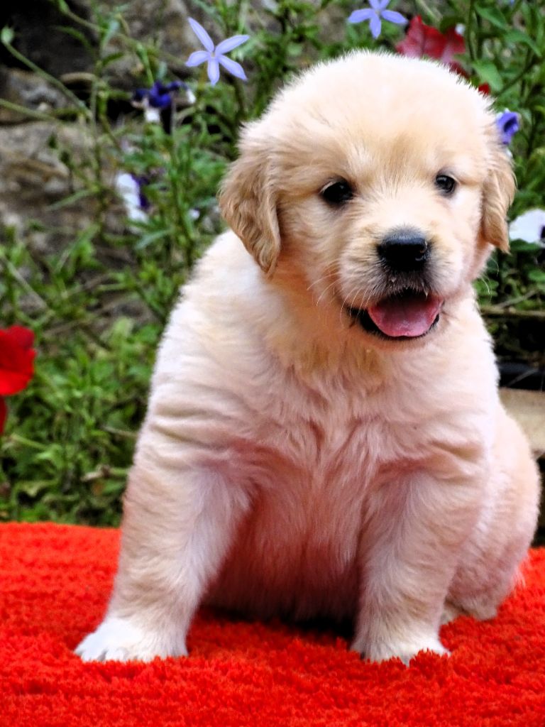 du Sarmizegetusa Regia - Chiot disponible  - Golden Retriever