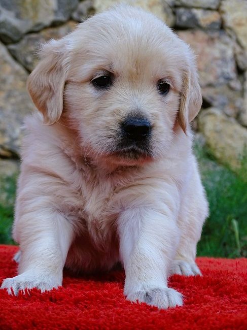 du Sarmizegetusa Regia - Chiot disponible  - Golden Retriever