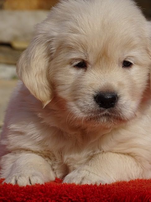 du Sarmizegetusa Regia - Chiot disponible  - Golden Retriever