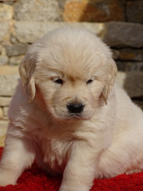 du Sarmizegetusa Regia - Chiot disponible  - Golden Retriever