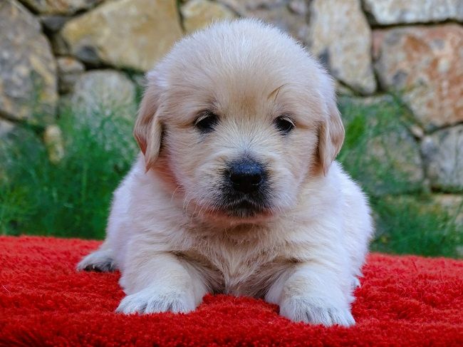 du Sarmizegetusa Regia - Chiot disponible  - Golden Retriever