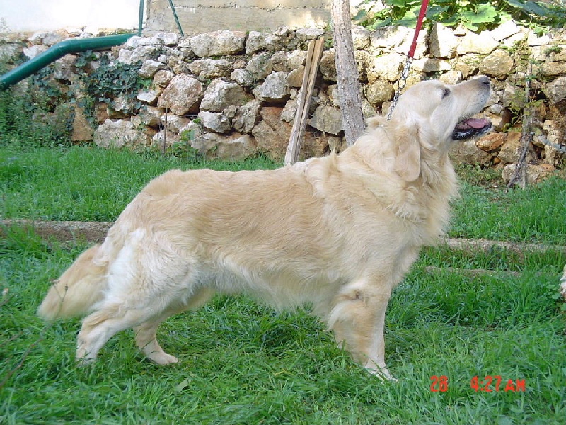 O' neal des greniers de Cornouailles