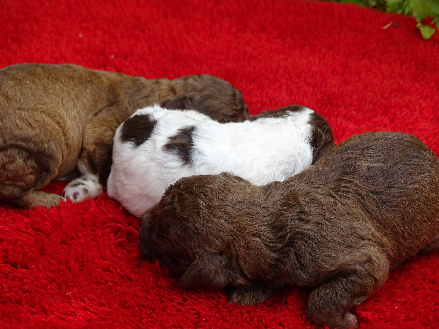 Portée prévue pour fin novembre 2025!!!