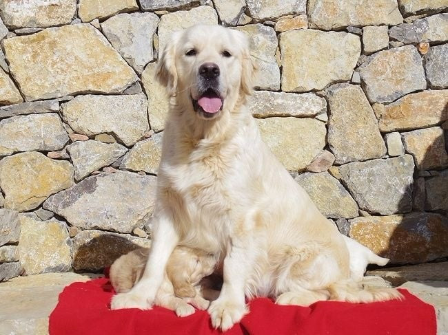 Portée prévue pour fin novembre 2025!