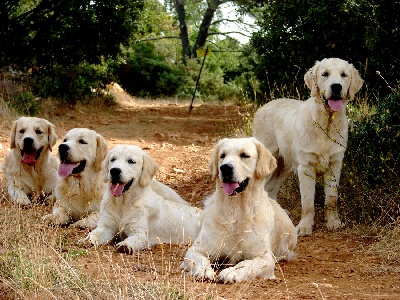 du Sarmizegetusa Regia - Exposition Canine Nationale d' Avignon ! ! !