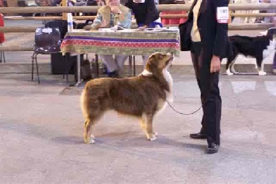 du Sarmizegetusa Regia - Exposition Canine Nationale d' Avignon ! ! !