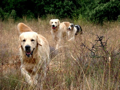 du Sarmizegetusa Regia - Exposition Canine Internationale de la Roche sur Foron le 30 Août 2008