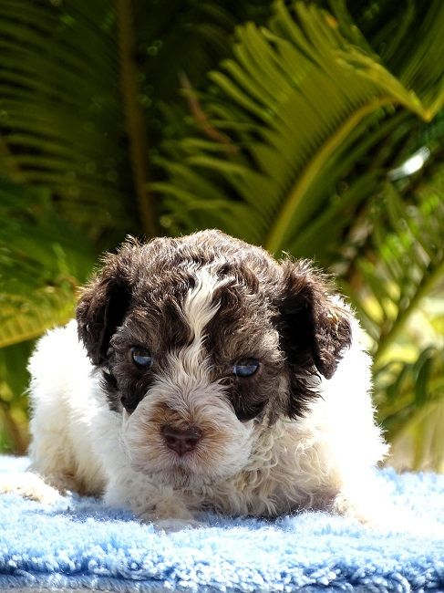 du Sarmizegetusa Regia - Chiots disponibles - Lagotto Romagnolo