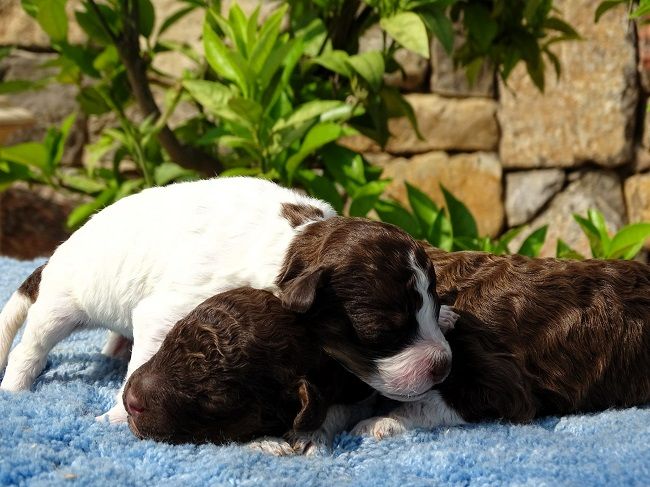 du Sarmizegetusa Regia - Chiots disponibles - Lagotto Romagnolo
