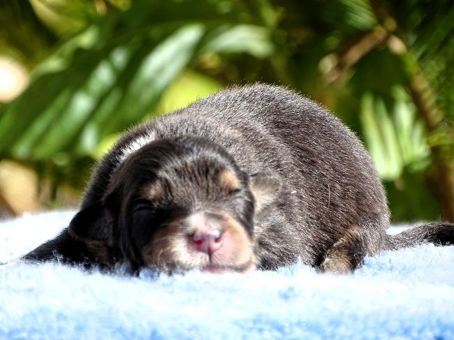 du Sarmizegetusa Regia - Chiots disponibles - Berger Australien