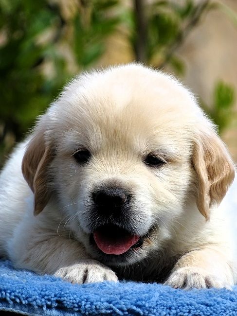 du Sarmizegetusa Regia - Chiots disponibles - Golden Retriever