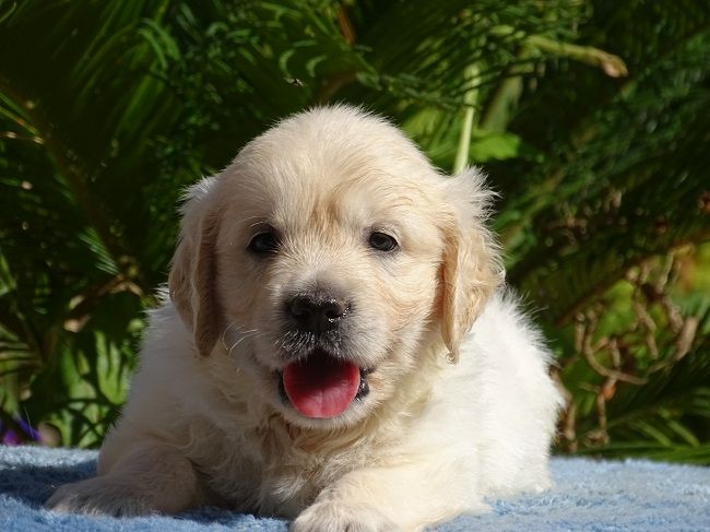 CHIOT 1