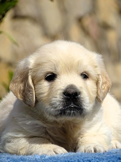 du Sarmizegetusa Regia - Chiots disponibles - Golden Retriever
