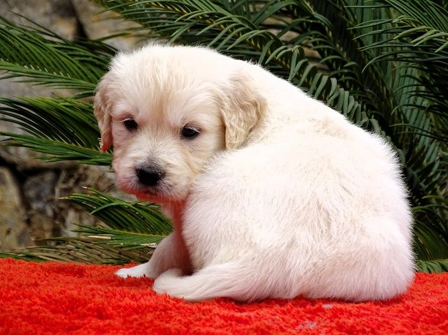 du Sarmizegetusa Regia - Chiots disponibles - Golden Retriever