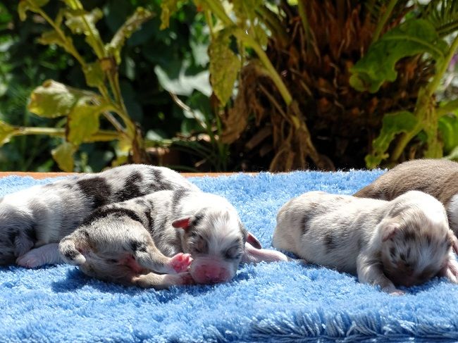 Chiot Berger Australien du Sarmizegetusa Regia