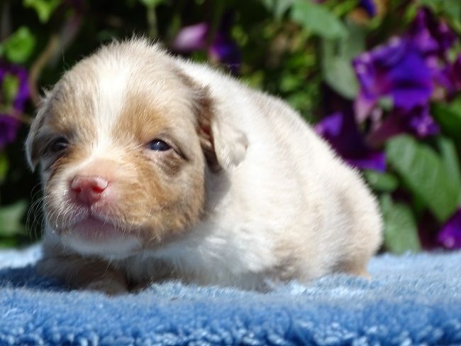 du Sarmizegetusa Regia - Chiots disponibles - Berger Australien
