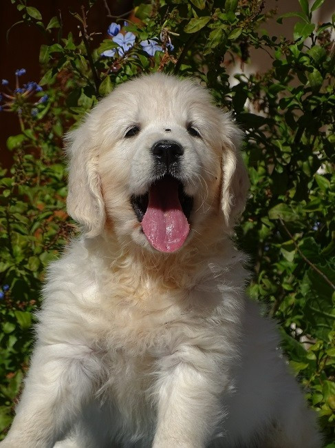 du Sarmizegetusa Regia - Chiots disponibles - Golden Retriever