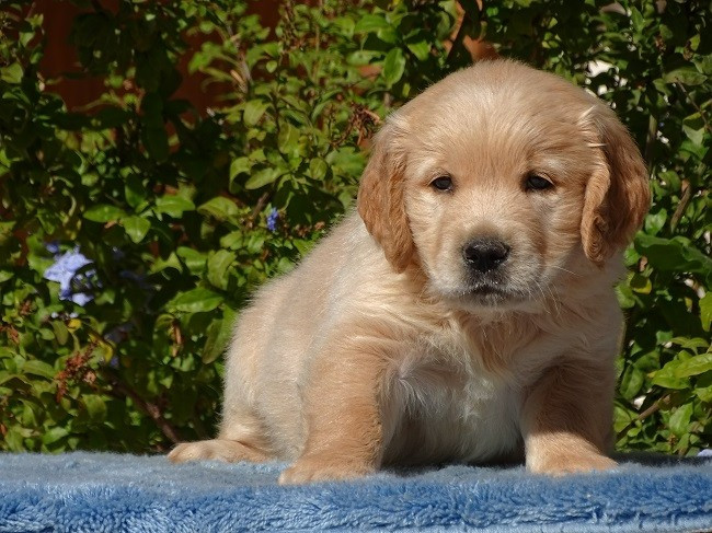 du Sarmizegetusa Regia - Chiots disponibles - Golden Retriever