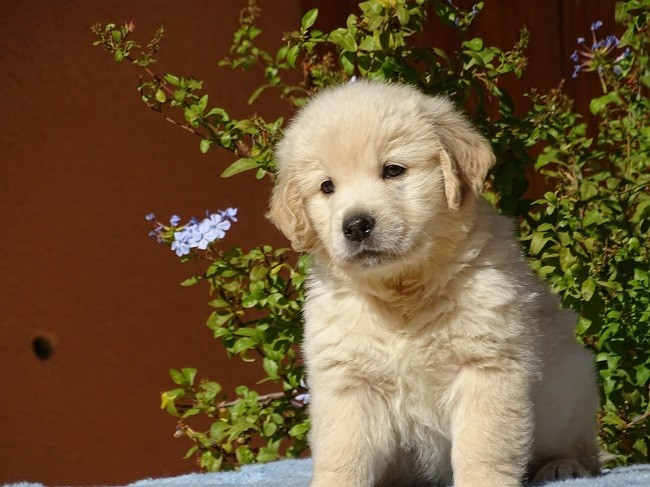 du Sarmizegetusa Regia - Chiots disponibles - Golden Retriever