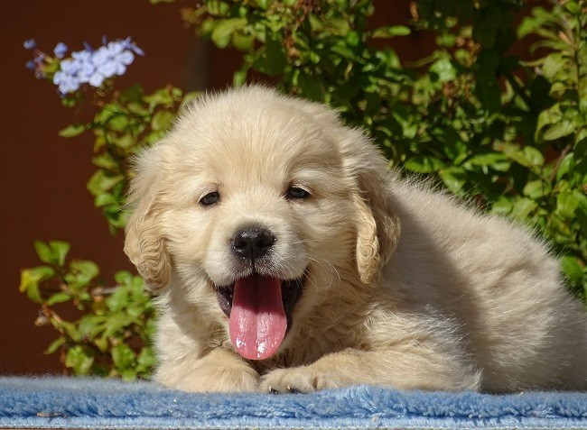 du Sarmizegetusa Regia - Chiots disponibles - Golden Retriever