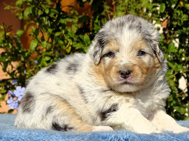 du Sarmizegetusa Regia - Chiots disponibles - Berger Australien