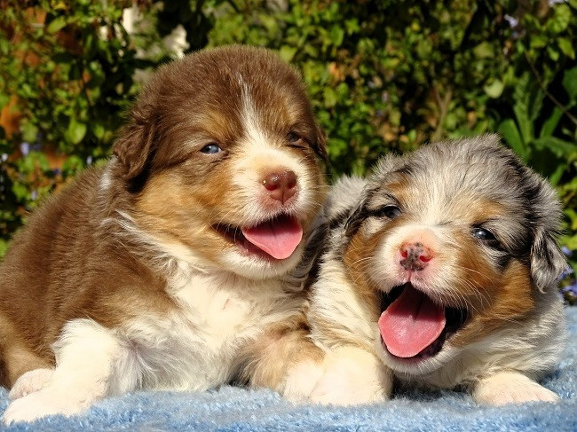 du Sarmizegetusa Regia - Chiots disponibles - Berger Australien