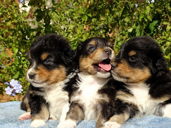 du Sarmizegetusa Regia - Chiots disponibles - Berger Australien