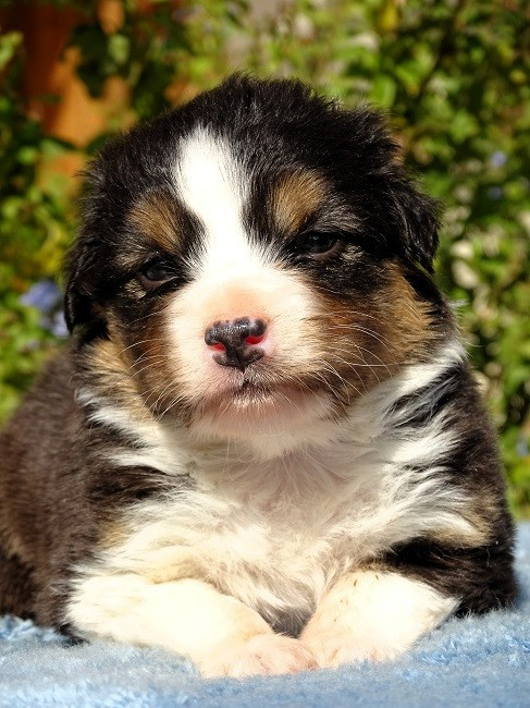 du Sarmizegetusa Regia - Chiots disponibles - Berger Australien