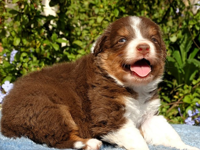 du Sarmizegetusa Regia - Chiots disponibles - Berger Australien
