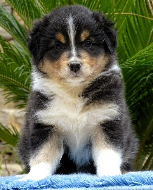 du Sarmizegetusa Regia - Chiots disponibles - Berger Australien