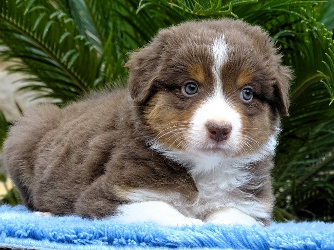 du Sarmizegetusa Regia - Chiots disponibles - Berger Australien