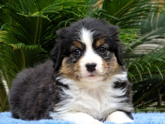 du Sarmizegetusa Regia - Chiots disponibles - Berger Australien