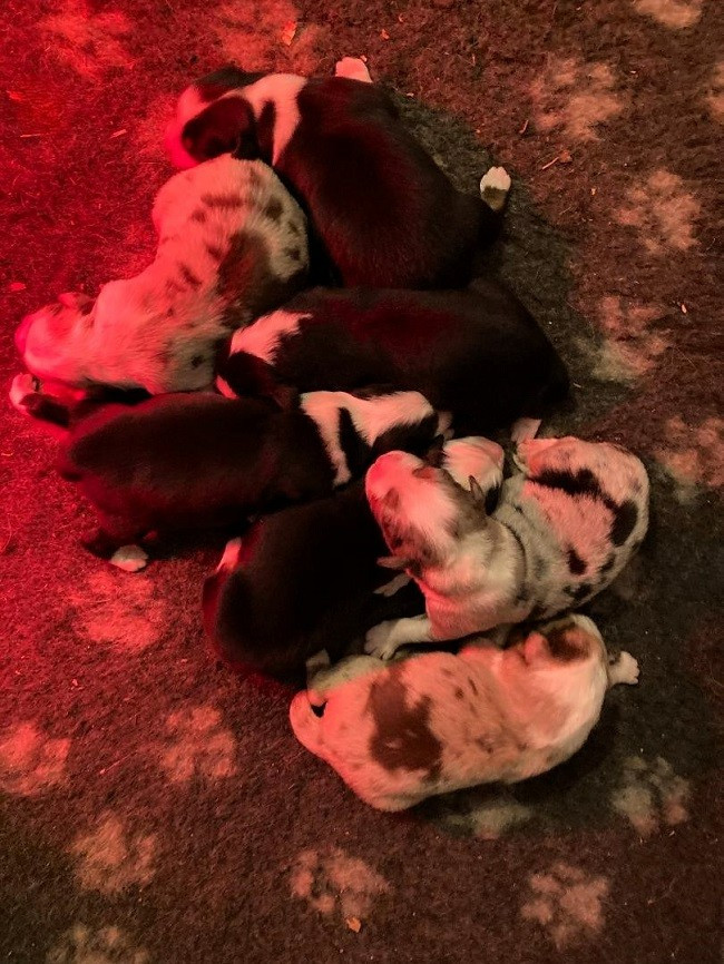 du Sarmizegetusa Regia - Chiots disponibles - Berger Australien