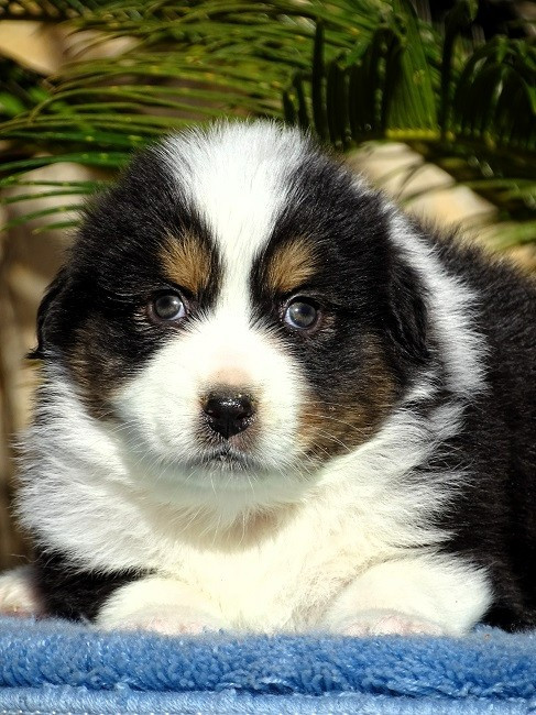 du Sarmizegetusa Regia - Chiots disponibles - Berger Australien